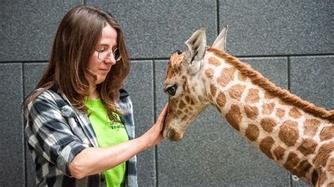 żyrafa chanel zoo łódź|Tak dbają o żyrafka z łódzkiego zoo. Pierwszy  .